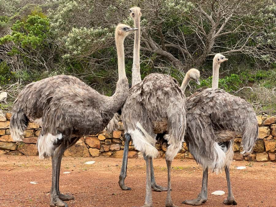 Fully Day Cape Of Good Hope, Penguins, Bo Kaap , Seals Tour - Key things I’d clock before you go