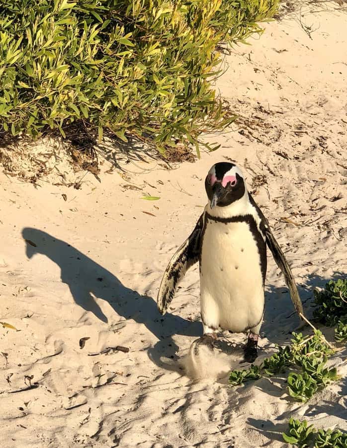Fully Day Cape Of Good Hope, Penguins, Bo Kaap , Seals Tour - Chapman’s Peak Drive and the Noordhoek coffee break