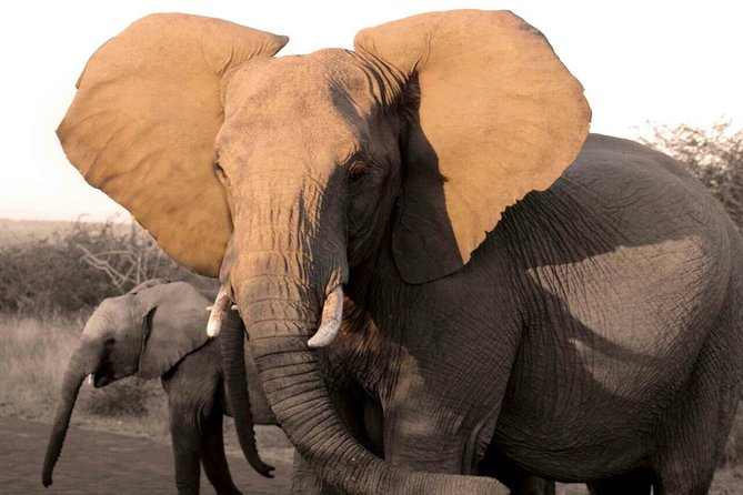 Fully inclusive Pilanesberg safari from Johannesburg - Key Things That Make This Pilanesberg Safari Worth Your Time