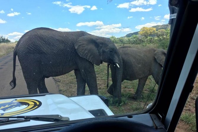 Fully inclusive Pilanesberg safari from Johannesburg - First Game Drive: Big Five Chances, Real-World Wildlife