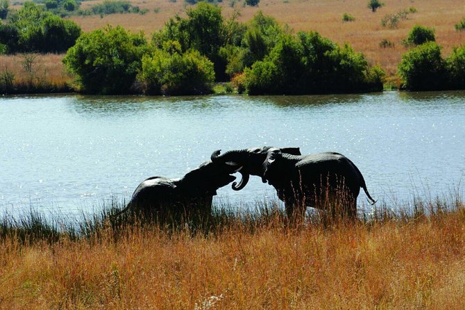 Fully inclusive Pilanesberg safari from Johannesburg - Second Game Drive: Expect Different Behavior and Different Animals