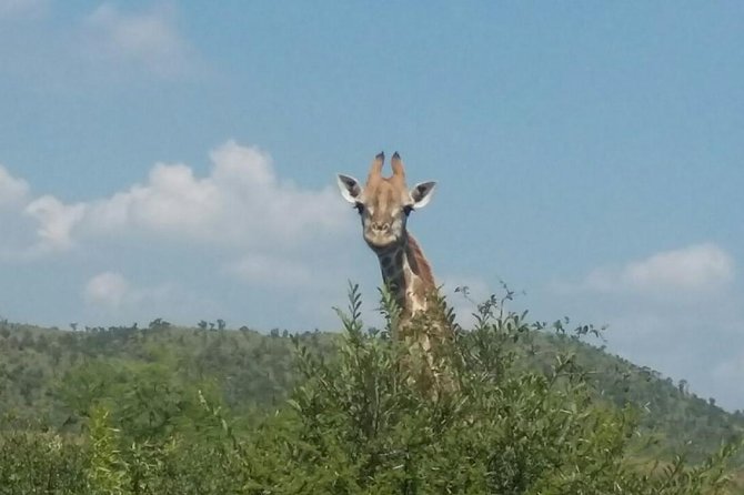 Fully inclusive Pilanesberg safari from Johannesburg - Getting Into Pilanesberg: Two Drives, One Wildlife Goal