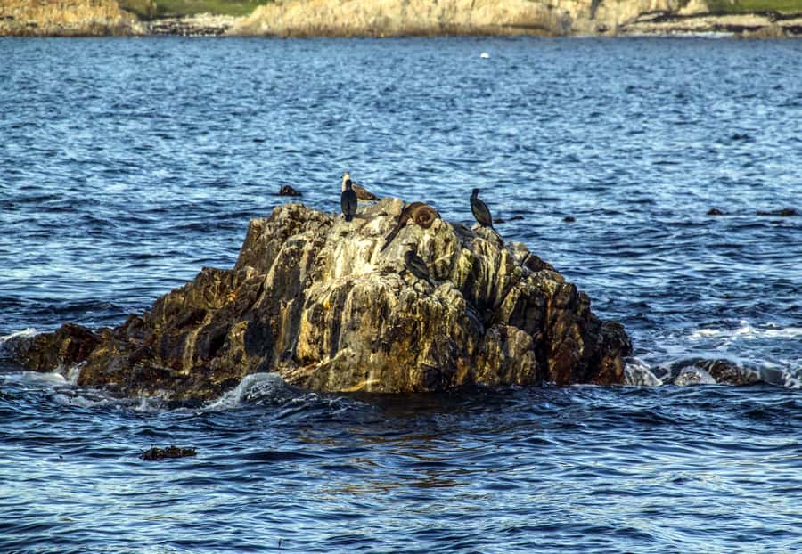 Gansbaai and Big 5 Sea Safari Full-Day Tour from Cape Town - The Walker Bay boat safari: how the wildlife hunt actually works