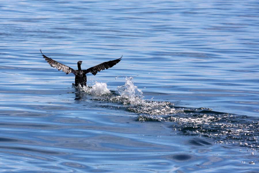 Gansbaai and Big 5 Sea Safari Full-Day Tour from Cape Town - Hermanus later: lunch on your own and the crafts stop