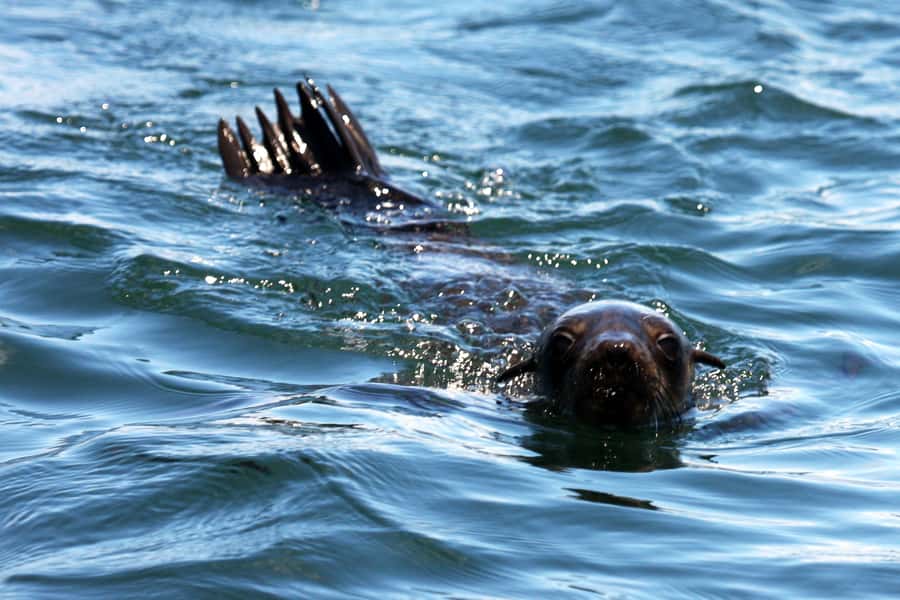 Gansbaai and Big 5 Sea Safari Full-Day Tour from Cape Town - Peregrine Farm Stall: fresh produce as the final payoff