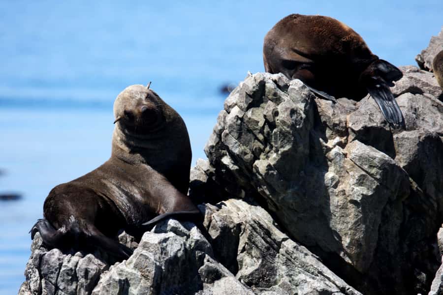 Gansbaai and Big 5 Sea Safari Full-Day Tour from Cape Town - Quick packing checklist that makes the day easier