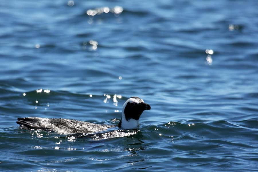 Gansbaai and Big 5 Sea Safari Full-Day Tour from Cape Town - Stony Point for African penguins, or Harold Porter Gardens