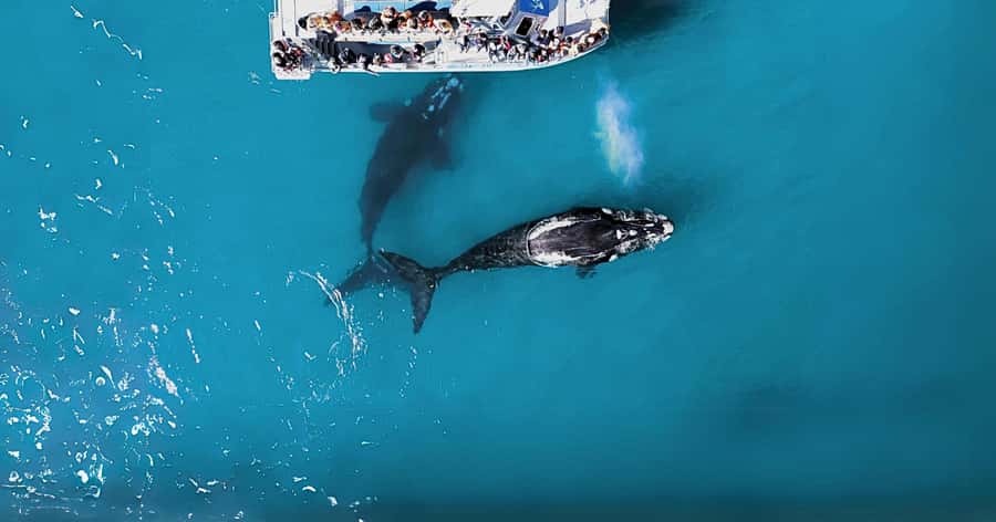 Gansbaai: Marine Big 5 Boat tour - Key points before you book