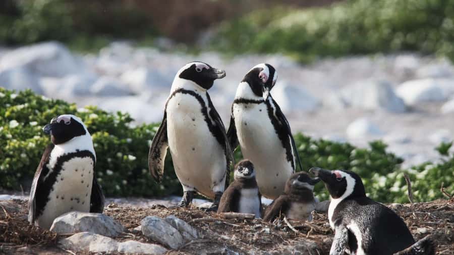 Gansbaai: Marine Big 5 Boat tour - Why Gansbaai is built for spotting marine giants