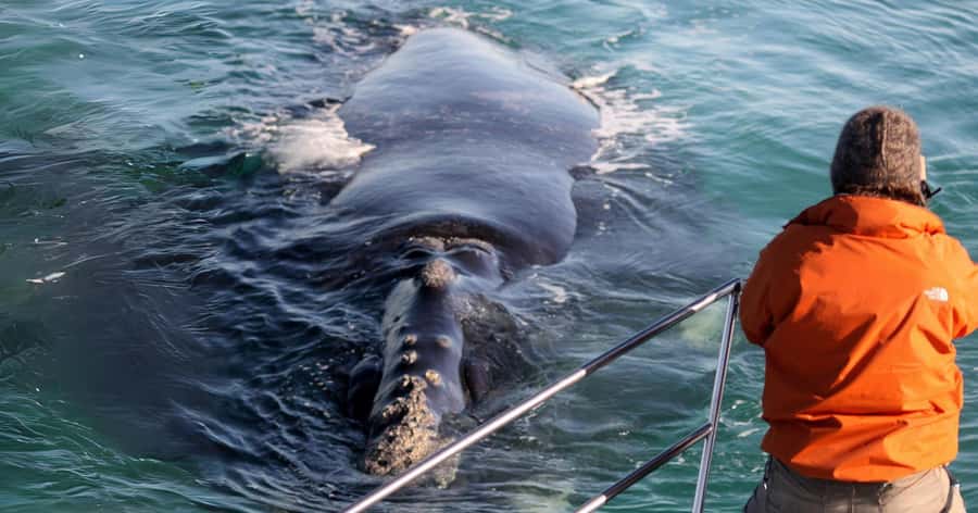 Gansbaai: Marine Big 5 Boat tour - The Great White House check-in: coffee, safety, and quick setup