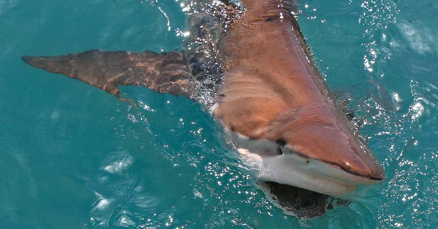 Gansbaai: Marine Big 5 Boat tour - Getting to Gansbaai: drive time, pickup, and how long this really is