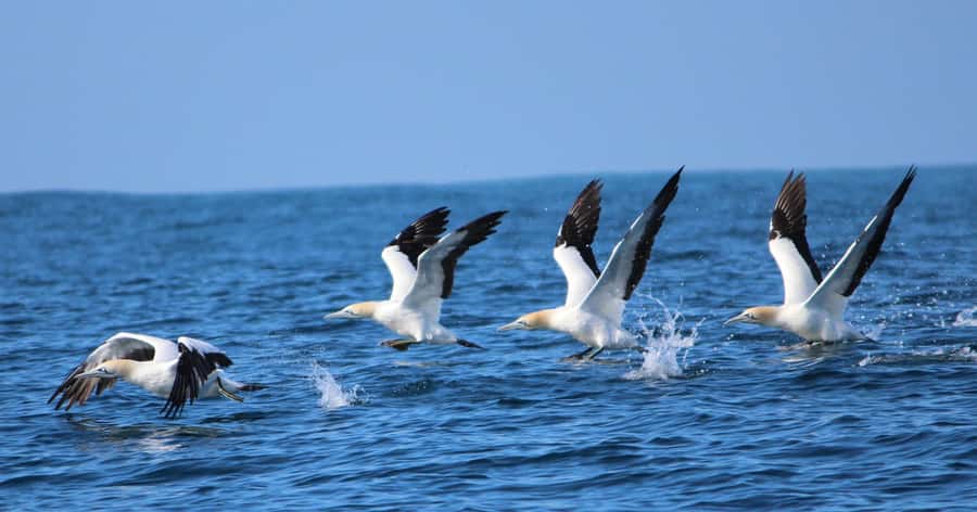 Gansbaai: Marine Big 5 Boat tour - On the water in Shark Alley: what the boat day feels like