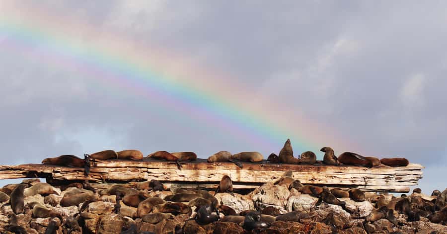 Gansbaai: Marine Big 5 Boat tour - Marine Big 5 sightings: what to look for, and what might be missing