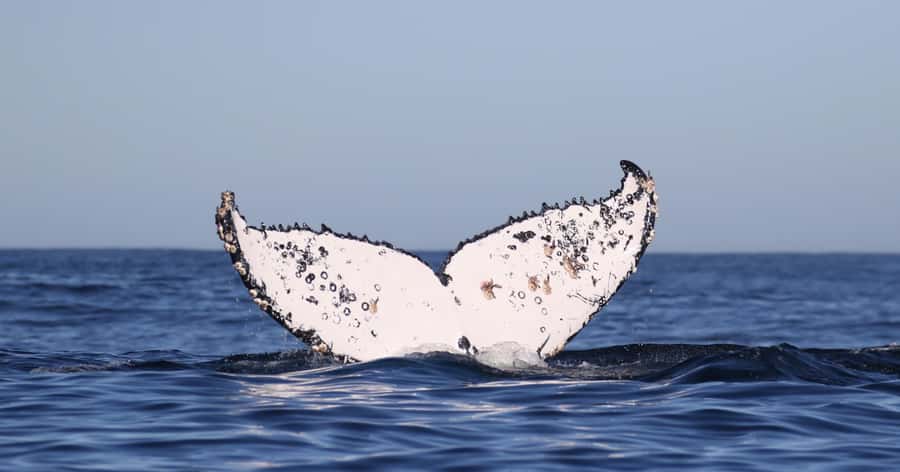 Gansbaai: Marine Big 5 Boat tour - African Penguin and Seabird Sanctuary: the conservation stop that adds meaning