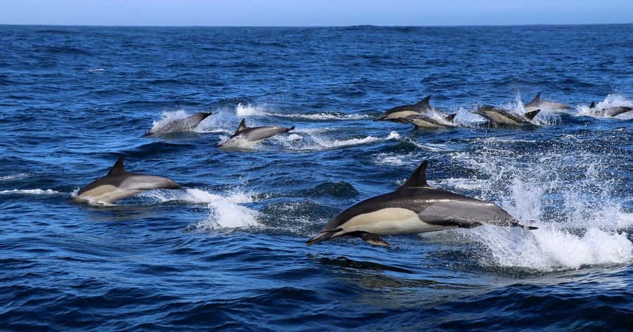Gansbaai: Marine Big 5 Boat tour - Price and value of a Marine Big 5 day (the $155 question)