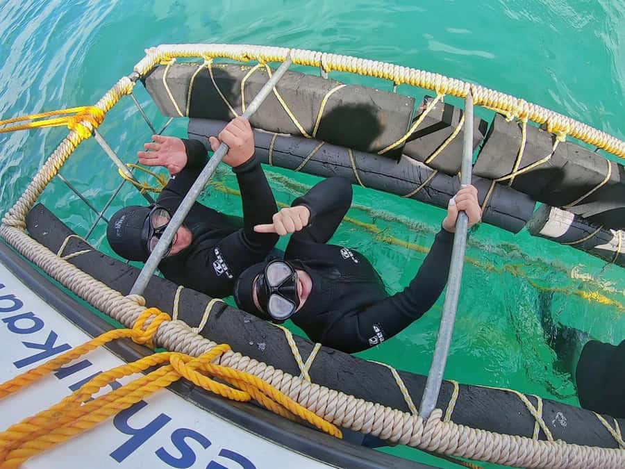 Gansbaai: Shark Cage Diving and Shark Viewing Boat Trip - Key things to know before you go
