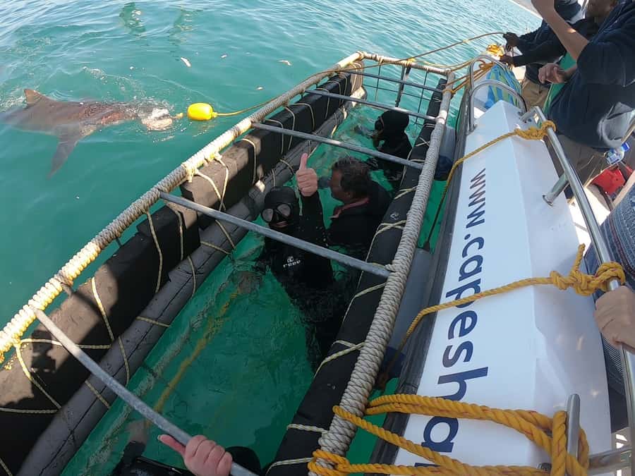 Gansbaai: Shark Cage Diving and Shark Viewing Boat Trip - Should you book Cape Shark Adventures in Gansbaai?