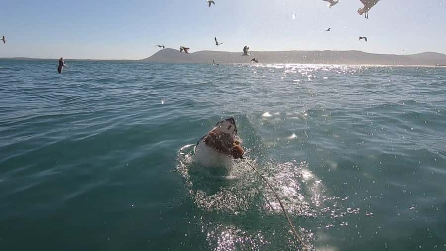 Gansbaai: Shark Cage Diving and Shark Viewing Boat Trip - Why Gansbaai works so well for shark sightings