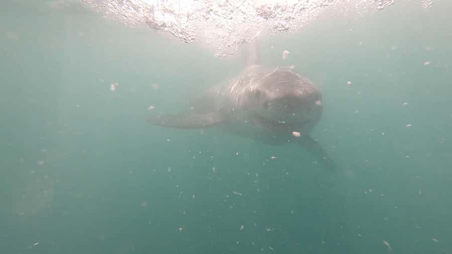Gansbaai: Shark Cage Diving and Shark Viewing Boat Trip - On the boat near Dyer Island: what you will actually do