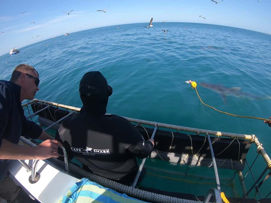 Gansbaai: Shark Cage Diving and Shark Viewing Boat Trip - The shark cage option: close-up viewing without the chaos