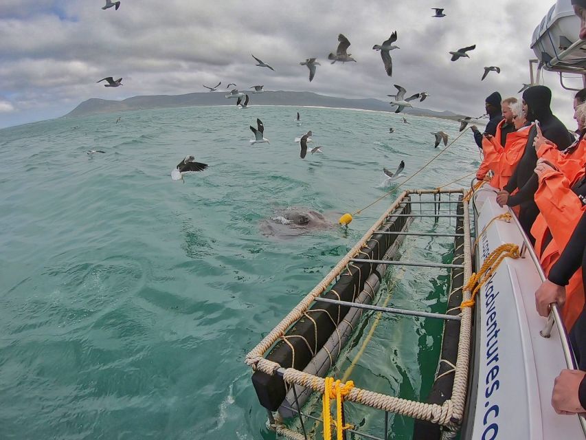 Gansbaai: Shark Cage Diving and Shark Viewing Boat Trip - Breakfast buffet, beverages, and the warm return meal