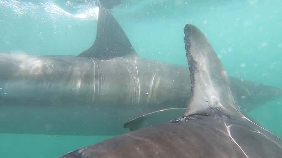 Gansbaai: Shark Cage Diving and Shark Viewing Boat Trip - Price and value: why $161 is more than a ticket