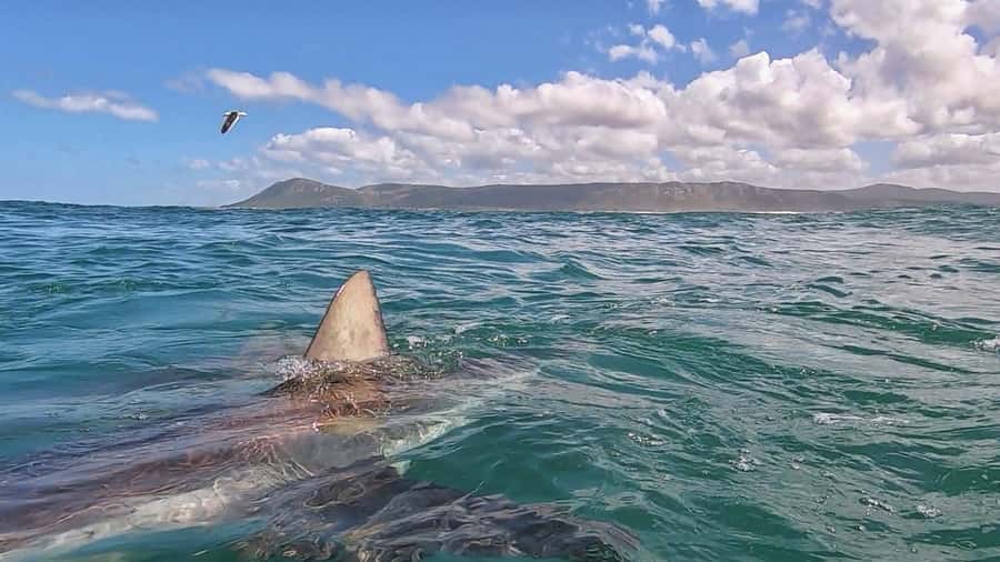 Gansbaai: Shark Cage Diving and Shark Viewing Boat Trip - Who should book, and who should think twice