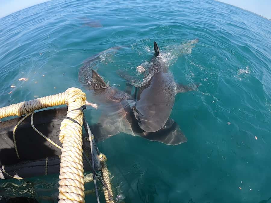 Gansbaai: Shark Cage Diving and Shark Viewing Boat Trip - Practical packing tips that make the trip better