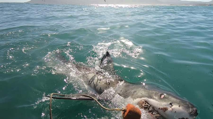 Gansbaai: Shark Cage Diving and Shark Viewing Boat Trip - Your 3 hour rhythm from Swart Street to the water