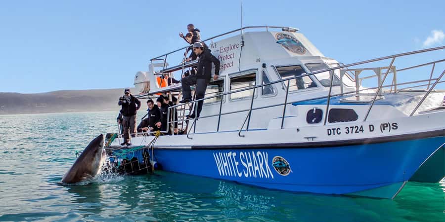 Gansbaai: Shark Dive & Whale Watching Combo Boat Trip - Key things to know before you book