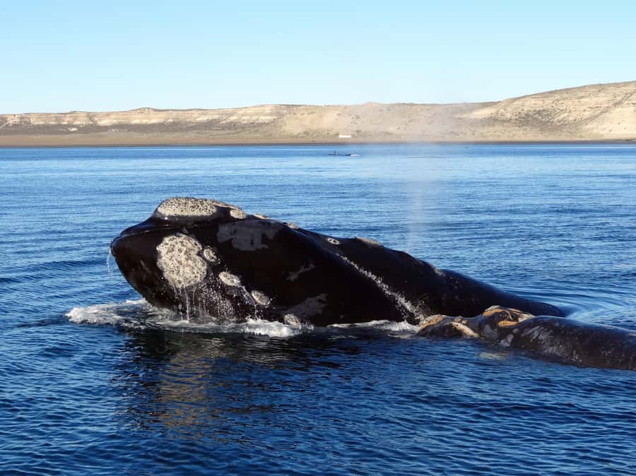 Gansbaai: Shark Dive & Whale Watching Combo Boat Trip - Why Walker Bay puts you close to wildlife