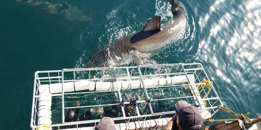 Gansbaai: Shark Dive & Whale Watching Combo Boat Trip - Southern Right whale watching in Walker Bay