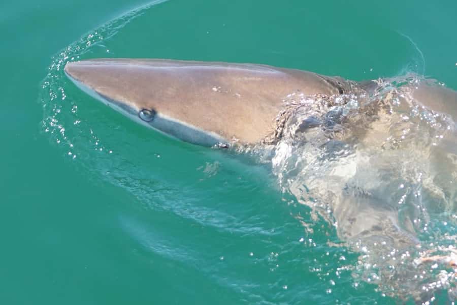 Gansbaai: Shark Dive & Whale Watching Combo Boat Trip - How the 6 to 12 hour combo day works