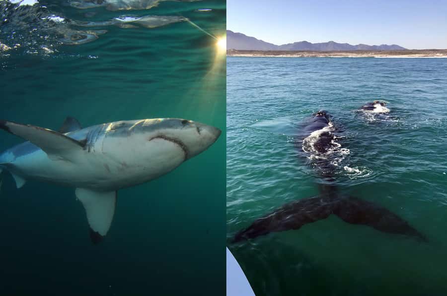 Gansbaai: Shark Dive & Whale Watching Combo Boat Trip - What to bring, and what rules to follow