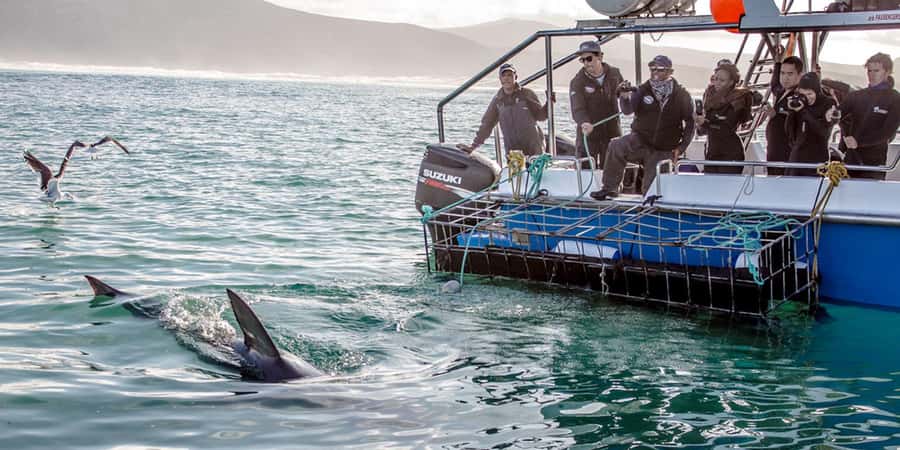 Gansbaai: Shark Dive & Whale Watching Combo Boat Trip - Accessibility, group vibe, and guide support