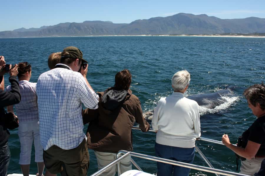 Gansbaai: Shark Dive & Whale Watching Combo Boat Trip - Who should book this combo, and who should skip it