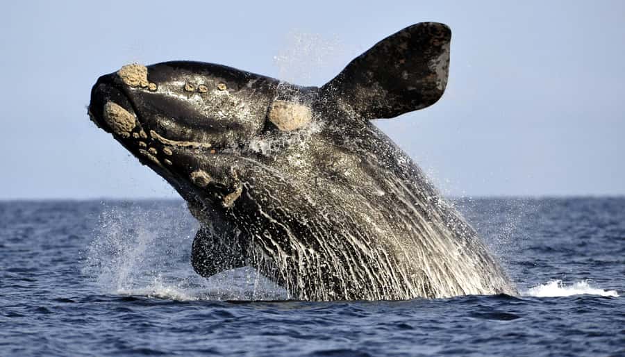 Gansbaai: Whale Watching Trip by Boat - Why Gansbaai and De Kelders Matters for Whale Watching