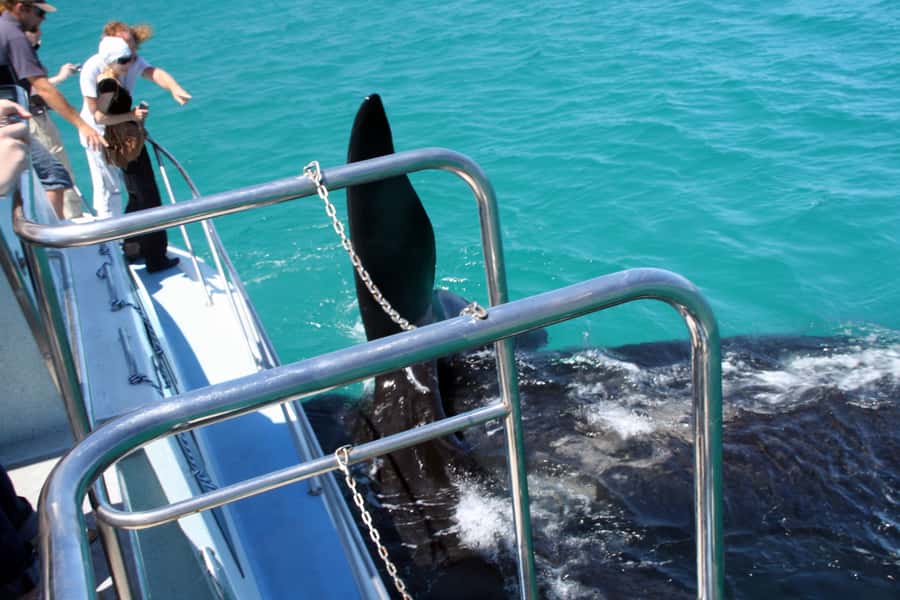 Gansbaai: Whale Watching Trip by Boat - More Than Whales: Dolphins, Seals, Sharks, Penguins, and Orcas
