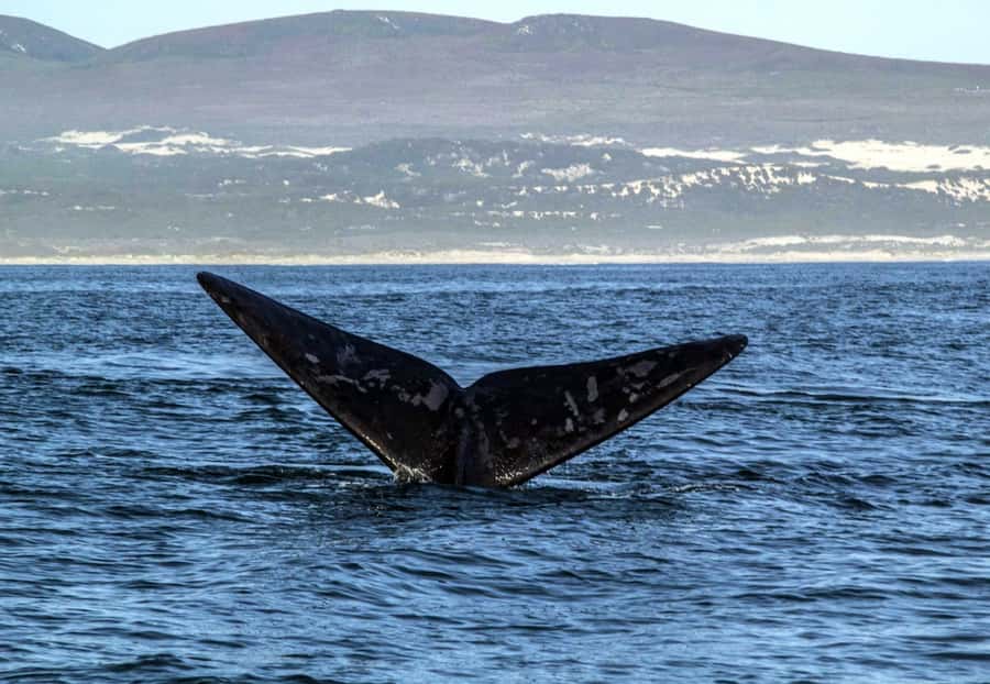 Gansbaai: Whale Watching Trip by Boat - Boat Comfort and Guide Support: Why the Experience Feels Manageable