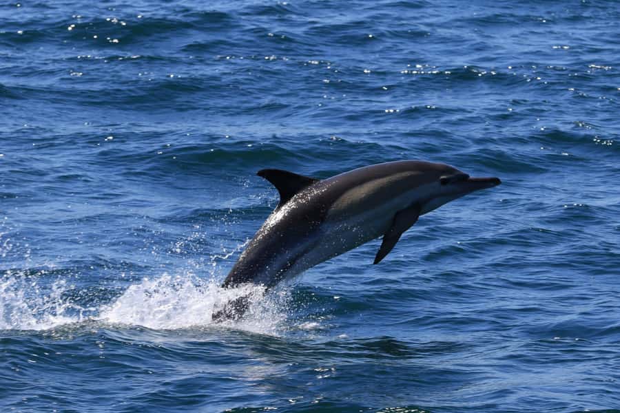 Gansbaai: Whale Watching Trip by Boat - What to Bring: Warm Layers and a Camera That Can Handle Spray