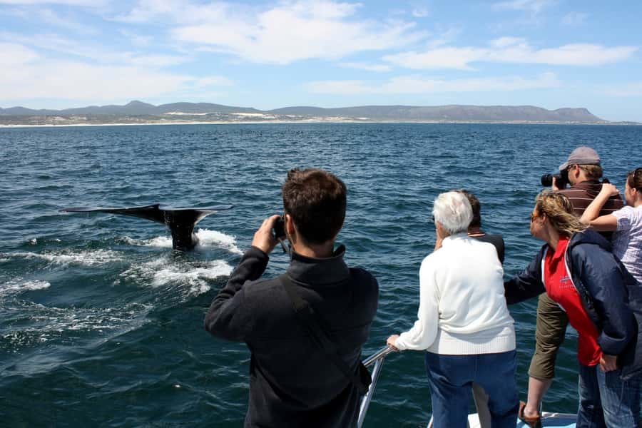 Gansbaai: Whale Watching Trip by Boat - Price and Value: Is $146 Per Person Worth It?