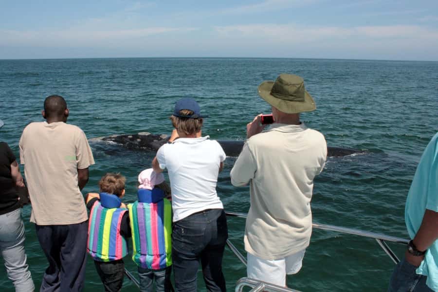 Gansbaai: Whale Watching Trip by Boat - Weather Reality: One Consideration Before You Go