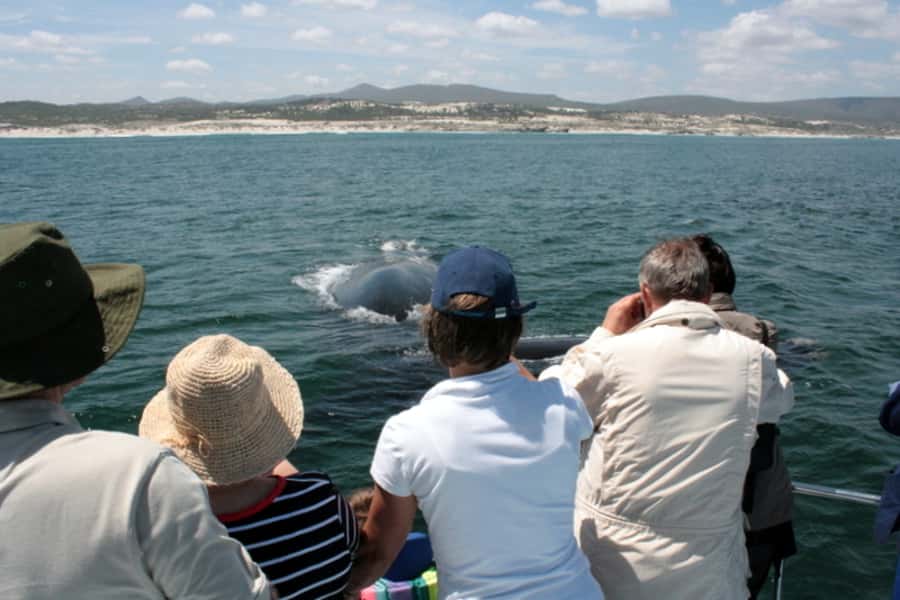 Gansbaai: Whale Watching Trip by Boat - Who Should Book This Whale Watching Trip?