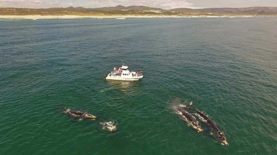 Gansbaai: Whale Watching Trip by Boat - Southern Right Whales Up Close: What You’re Looking For