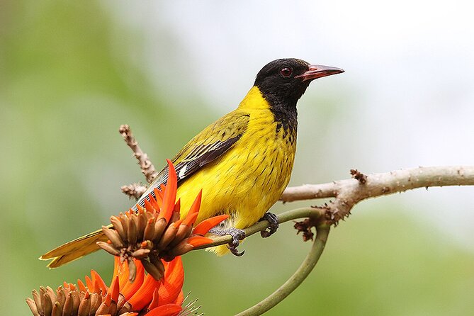 Garden Route 5 Day Hiking & Safari Adventure from Cape Town - Plettenberg Bay and Bloukrans Bridge bungy: optional adrenaline