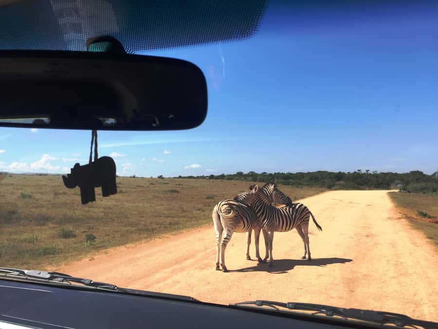 Garden Route and Addo Elephant National Park: 5-Day Safari - Value Check: What $793 Covers, and What Costs Extra