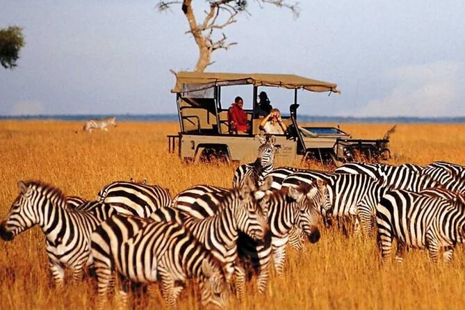 Garden Route and Addo National Park 4 Day Safari - Day 3: Robberg Nature Reserve hike, Plett and Knysna Heads, then optional sunset cruise