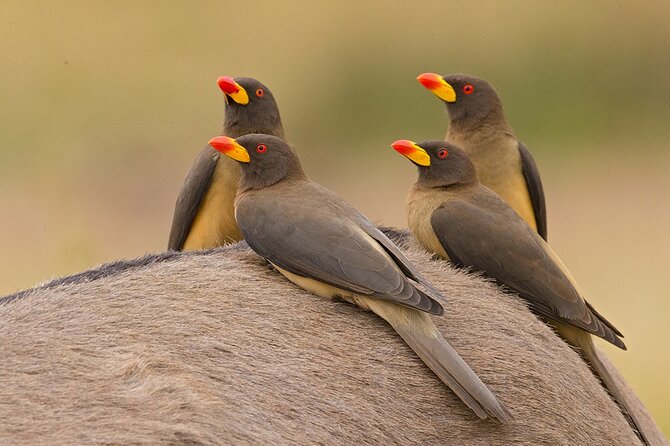 Garden Route and Addo National Park 4 Day Safari - Is $1,431.05 per person good value for this Cape Town to Addo route?