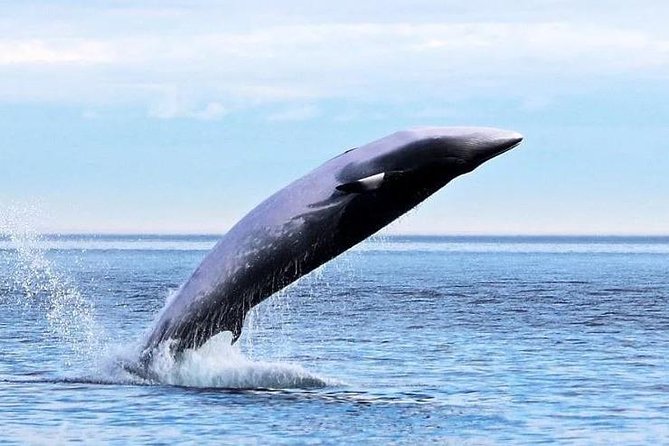 Garden Route Durban to Cape Town via Addo National Park - 7 Days - Day 5: Knysna Heads viewpoints and the Quays harbor vibe