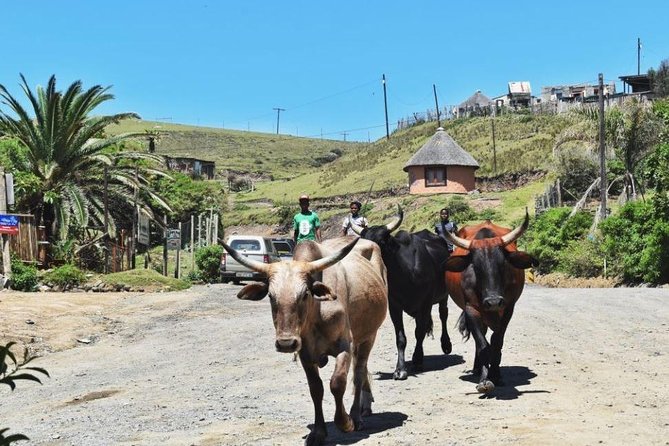 Garden Route Durban to Cape Town via Addo National Park - 7 Days - Day 1: Tala Private Game Reserve, then rural South Africa toward Mthatha